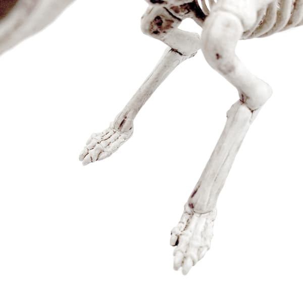 Halloween Dyreskjelettbein Horror Simuleringsdekorasjoner