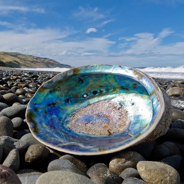 Naturlig Abalone Seashell Skalade Conch for rengjøring rökelse holder dekorasjon