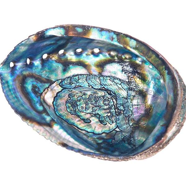 Naturlig Abalone Seashell Skalade Conch för rengöring rökelse hållare dekoration