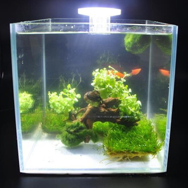 Akvarium Led Fan-formet klemmelampe med 8 stk High Light
