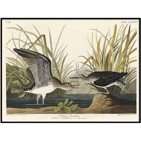 John James Audubon Ensam Strandpipare Inramad Affisch 60cm x 80cm White/Green/Black 60cm x 80cm