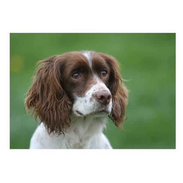 Kevin Milner Cocker Spaniel Countryside Gratulationskort En Storlek Green/Brown/White One Size