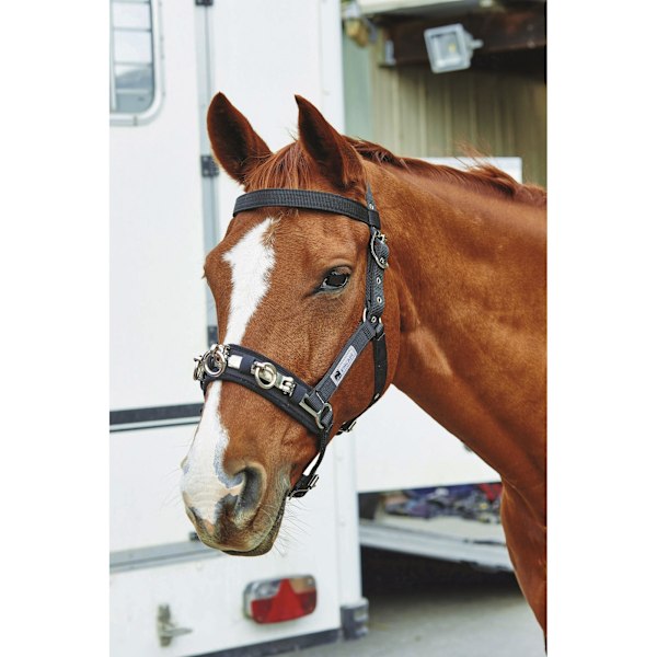 Kincade Coordinate Lunge Cavesson Cob Svart Black Cob