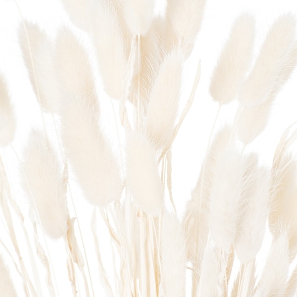 Hill Interiors Kaninsvans Torkad Blomma (Förpackning om 60) 60cm Vit White 60cm