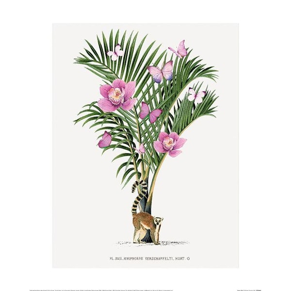 Summer Thornton Lemur Palm Poster 40cm x 50cm Grön/Rosa Green/Pink 40cm x 50cm