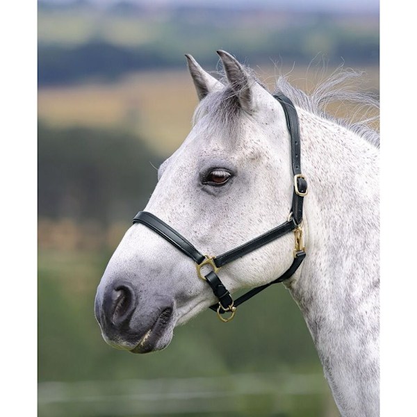 Blenheim Ragley Läder Hästgrimma Liten Ponny Svart Black Small Pony