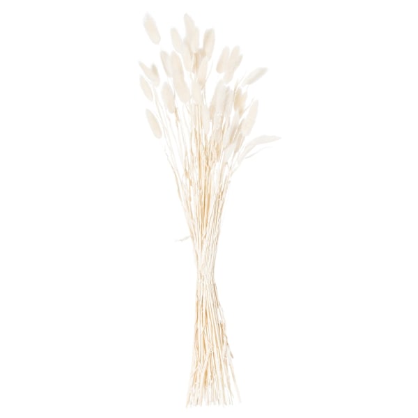 Hill Interiors Kaninsvans Torkad Blomma (Förpackning om 60) 60cm Vit White 60cm