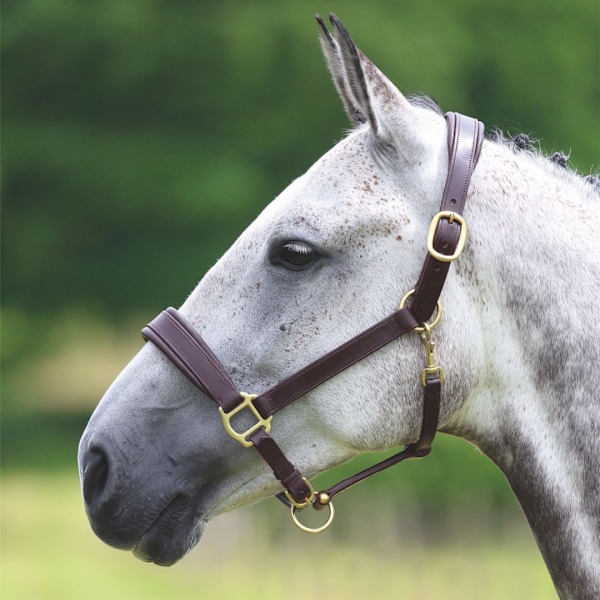 Blenheim Läder Resa Hästgrimma Ponny Havanna Havana Pony
