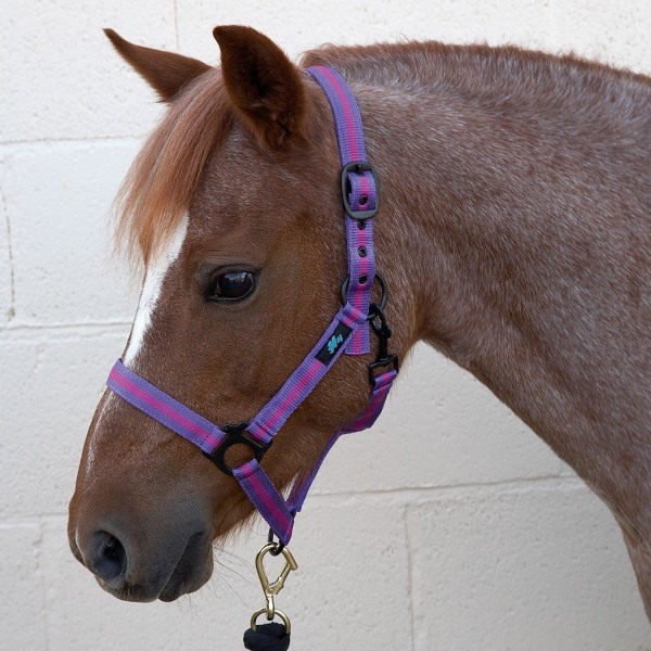 Hy Duo Head Collar Pony Lila/Fuchsia Purple/Fuchsia Pony