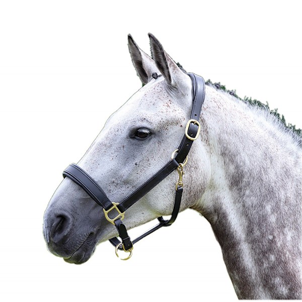 Blenheim Läder Resa Hästgrimma Cob Svart Black Cob