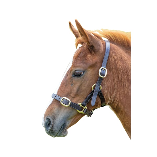 Blenheim Läder Justerbart Hästgrimma Baby 3 Havana Havana Baby 3