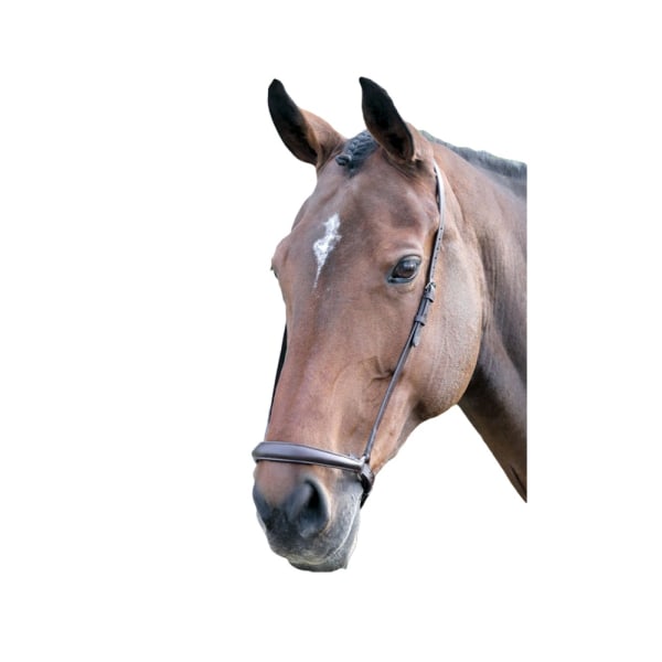 Blenheim Leather Horse Drop Nosgrim Pony Havana Havana Pony