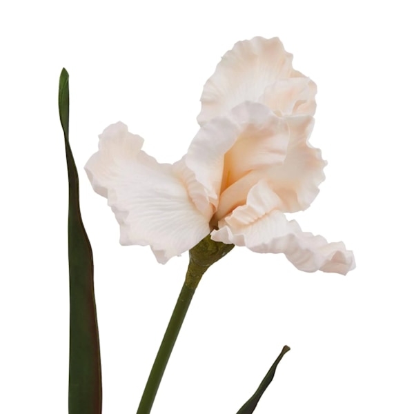 Hill Interiors The Natural Garden Collection Fringed Iris Konstgjord Pale Apricot One Size