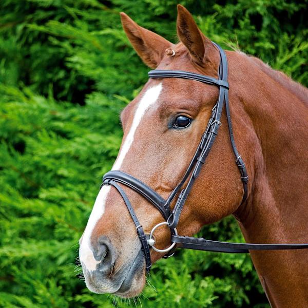 Aviemore Comfort Fit Läder Hästgrimma Ponny Svart Black Pony