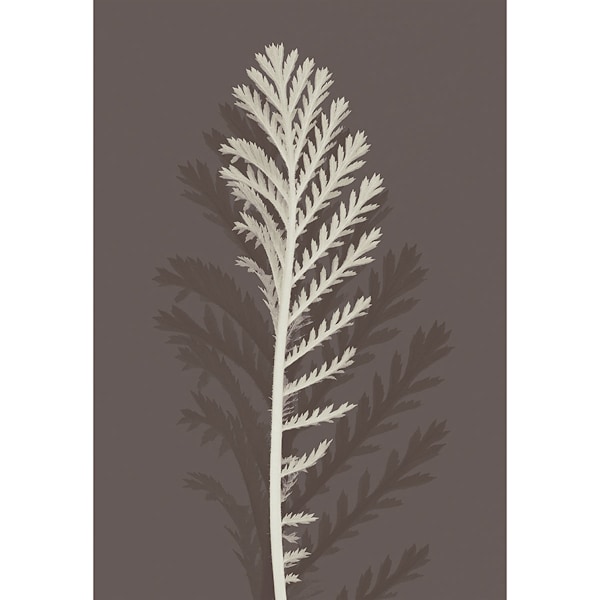 Ian Winstanley Stem Silhouette III Print 40cm x 30cm Vit/Brun White/Brown 40cm x 30cm