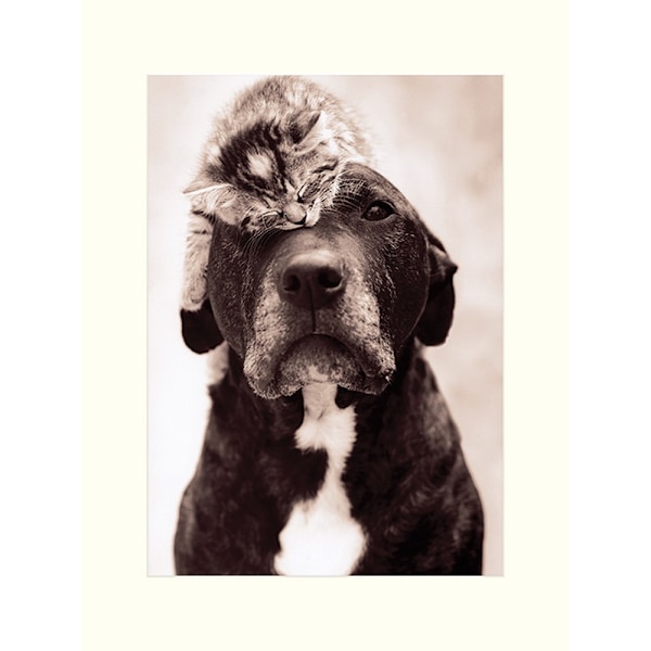Rachael Hale Loki's kattungtryck 40cm x 30cm svart/vit Black/White 40cm x 30cm