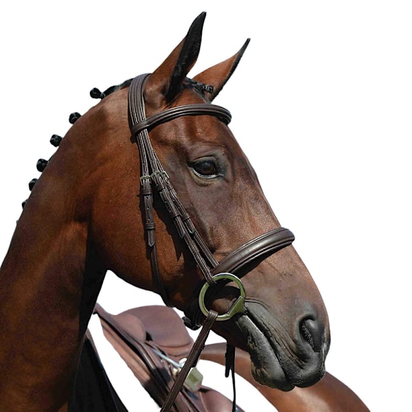 Collegiate Syntovia+ Padded Raised Cavesson Bridle Cob Brun Brown Cob