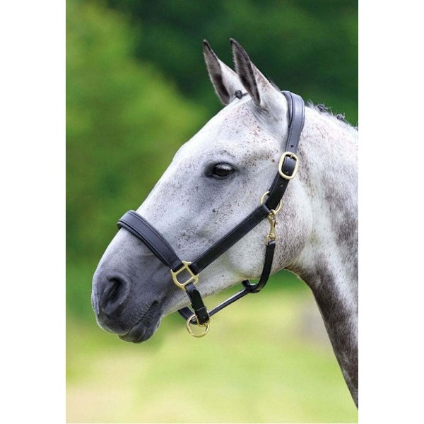 Blenheim Läder Resa Hästgrimma Cob Svart Black Cob
