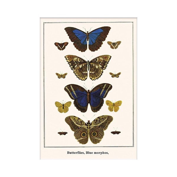 Albertus Seba Morphos Fjärilar Tryck 30cm x 40cm Flerfärgad Multicoloured 30cm x 40cm