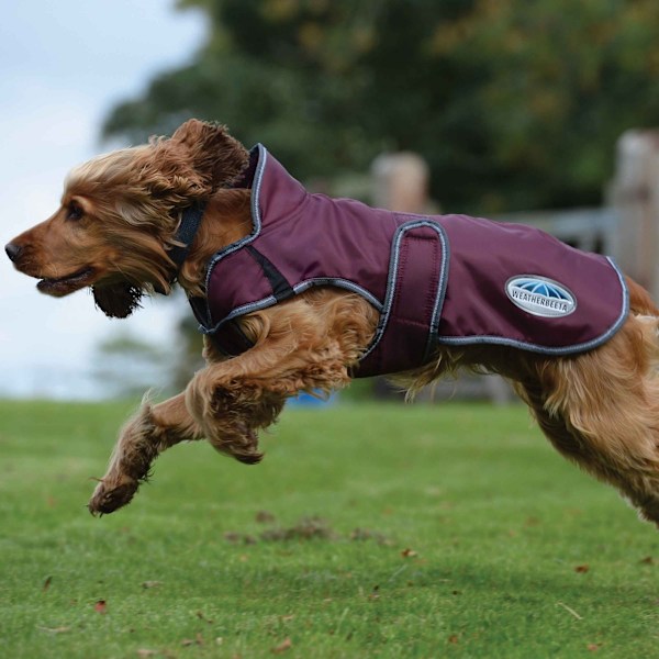 Weatherbeeta Comfitec Windbreaker Deluxe Hundkappa 65cm Mar Maroon/Grey/White 65cm