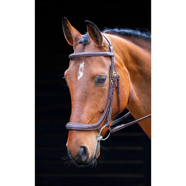 Salisbury Berkeley Läder Hästgrimma Ponny Australian Nut Australian Nut Pony