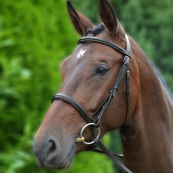 Hy Padded Cavesson Bridle med gummigrepp tyglar Cob Brun Brown Cob