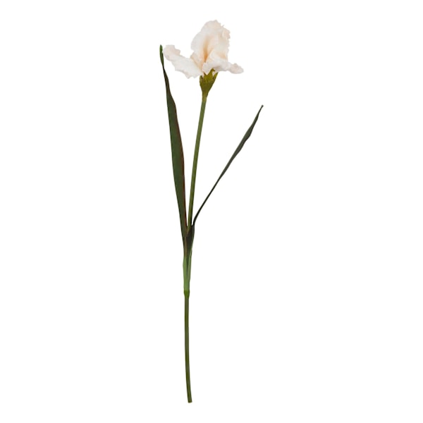 Hill Interiors The Natural Garden Collection Fringed Iris Konstgjord Pale Apricot One Size