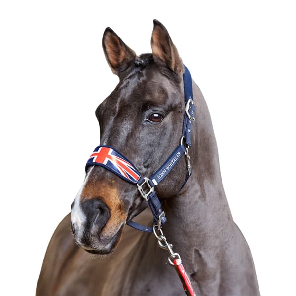 Whitaker Union Jack Vadderat Hästhalster Cob Navy Navy Cob
