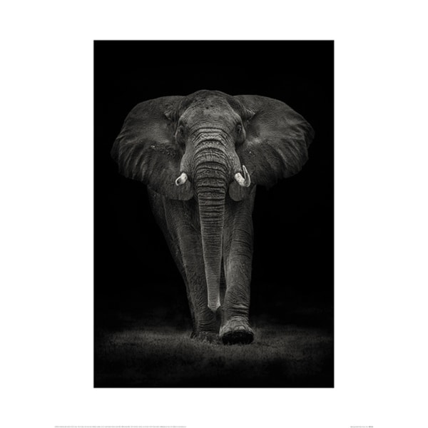 Mario Moreno Ngorongoro Bull Poster 60cm x 80cm Svart/Grå Black/Grey 60cm x 80cm