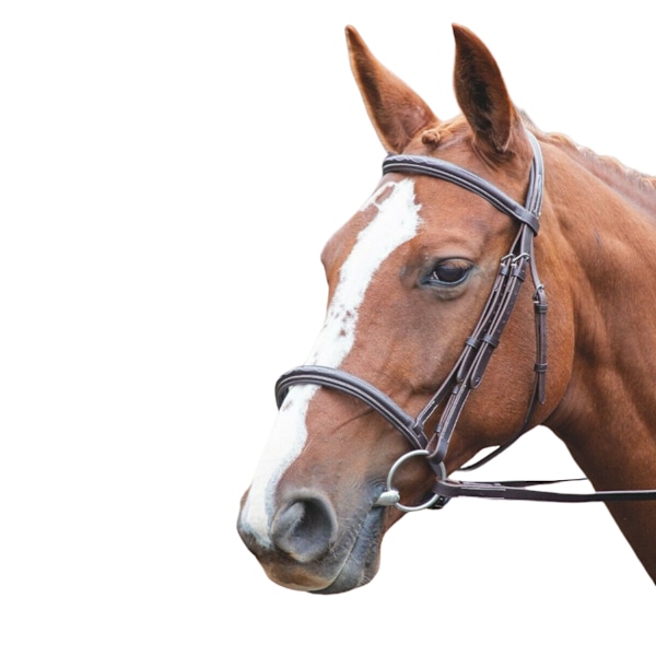 Avignon Läder Häst Cavesson Bridle Pony Havana Havana Pony