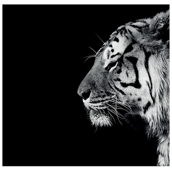 Nicolas Evariste Panthera Tigris Print 40cm x 40cm Svart/Grå/Vit Black/Grey/White 40cm x 40cm