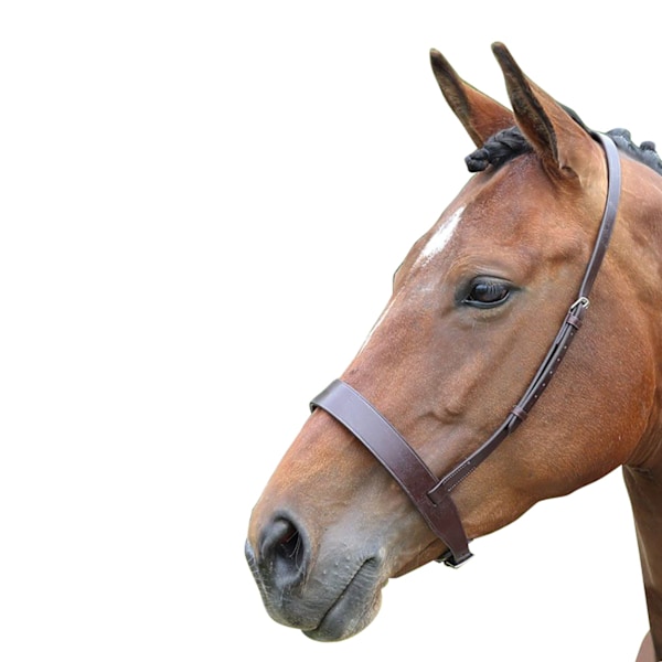 Blenheim Läder Häst Cavesson Nosgrimma Ponny Havana Havana Pony
