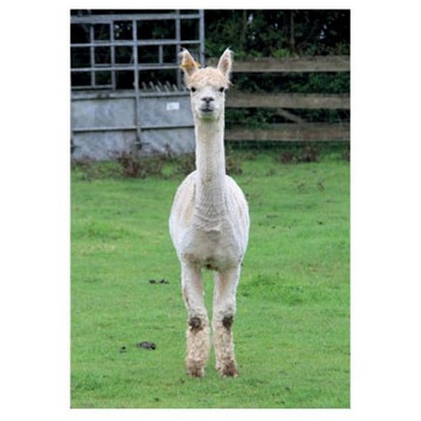 Kevin Milner Alpaca Countryside Gratulationskort En Storlek Flerfärgad Multicoloured One Size