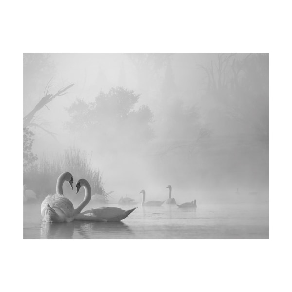 Pyramid International Morning Fog On Swan Lake Print 80cm x 60c White 80cm x 60cm