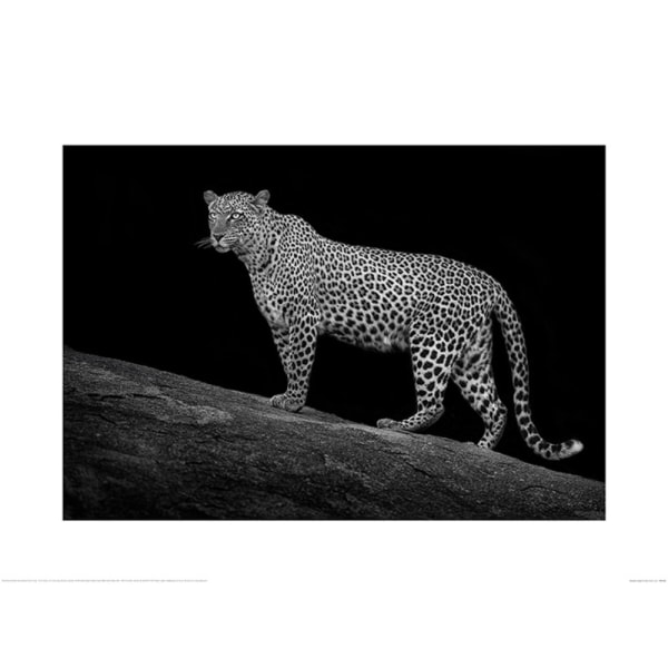 Mario Moreno Serengeti Leopardaffisch 60cm x 80cm Svart/Grå Black/Grey 60cm x 80cm