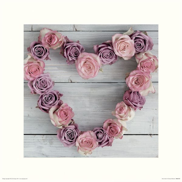 Howard Shooter Rose Print 40cm x 40cm Rosa Pink 40cm x 40cm