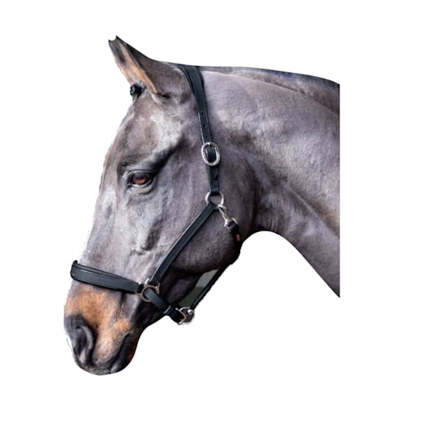 John Whitaker Ready To Ride Läder Hästgrimma Cob Svart Black Cob
