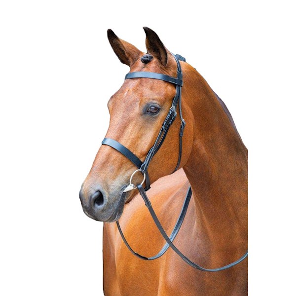 Salisbury Berrington Läder Hästgrimma Cob Svart Black Cob