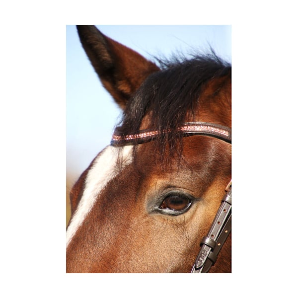 Hy Rosciano Läder Häst Pannband Cob Brun/Ros Guld Brown/Rose Gold Cob