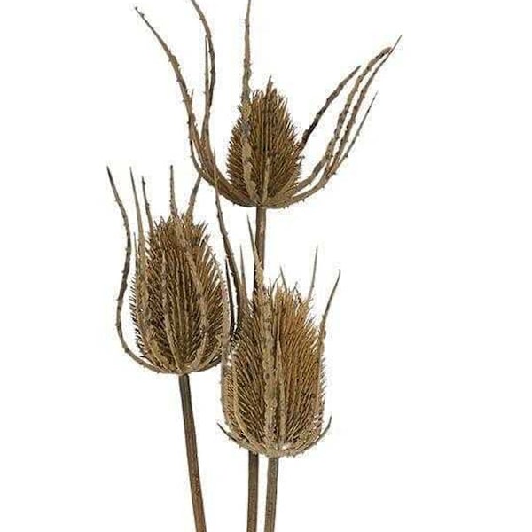 Hill Interiors Tistel Konstgjord Blomma Trippel En Storlek Brun Brown One Size