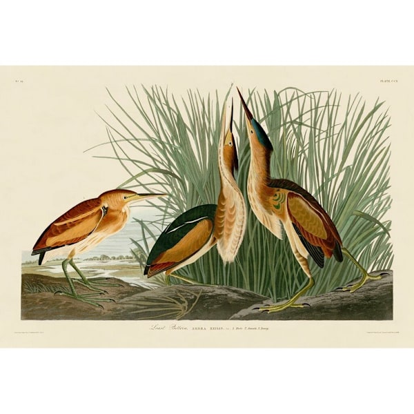 John James Audubon Least Bittern Print 60cm x 80cm Vit/Brun/ White/Brown/Green 60cm x 80cm