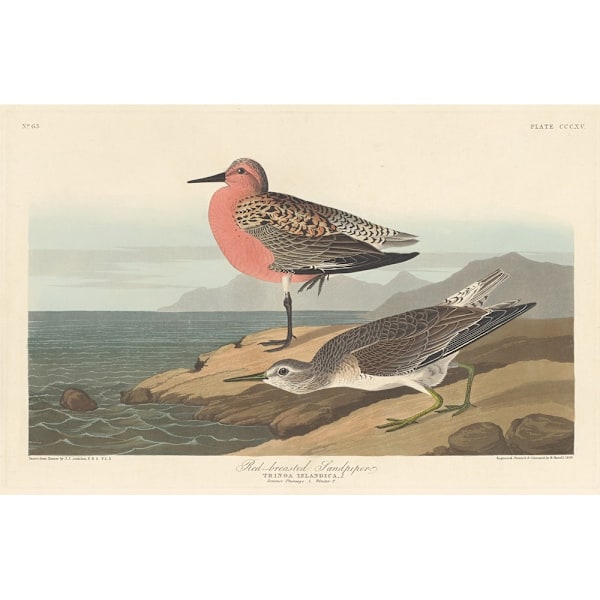 John James Audubon Rödbröstad sandpiper-tryck 40 cm x 30 cm Mul Multicoloured 40cm x 30cm