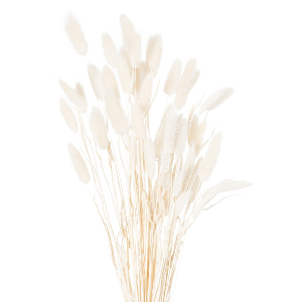 Hill Interiors Kaninsvans Torkad Blomma (Förpackning om 60) 60cm Vit White 60cm