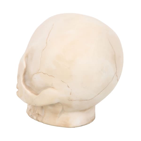 Something Different Dödskalle & Orm Ornament One Size Vit/Svart White/Black One Size