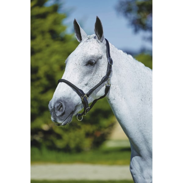 Kincade läderrep Headcollar Pony Black Black Pony