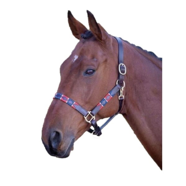 Blenheim Läder Polo Horse Headcollar Pony Turkos/Röd/Orange Turquoise/Red/Orange/Blue Pony