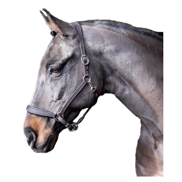Whitaker Ready To Ride Läder Hästgrimma Ponny Svart Black Pony