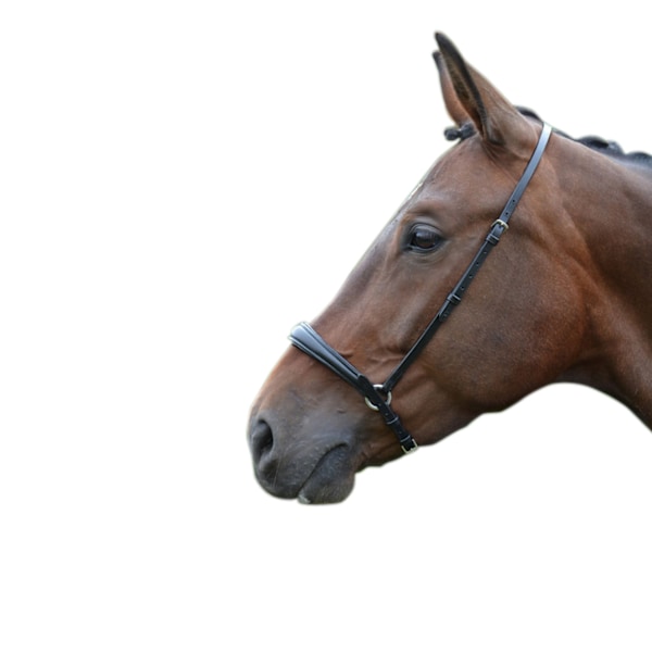 Hy Padded Drop Nose Band Cob Black Black Cob