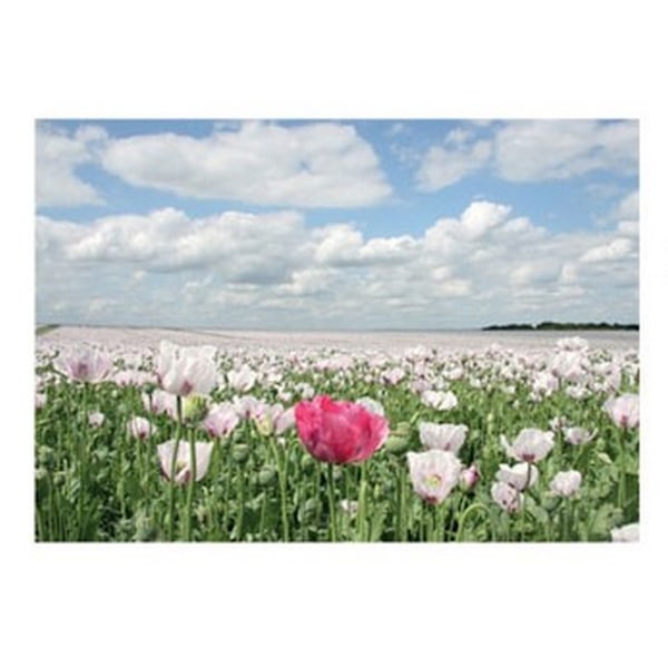 Kevin Milner Countryside Summer Poppies Gratulationskort En Storlek Multicoloured One Size