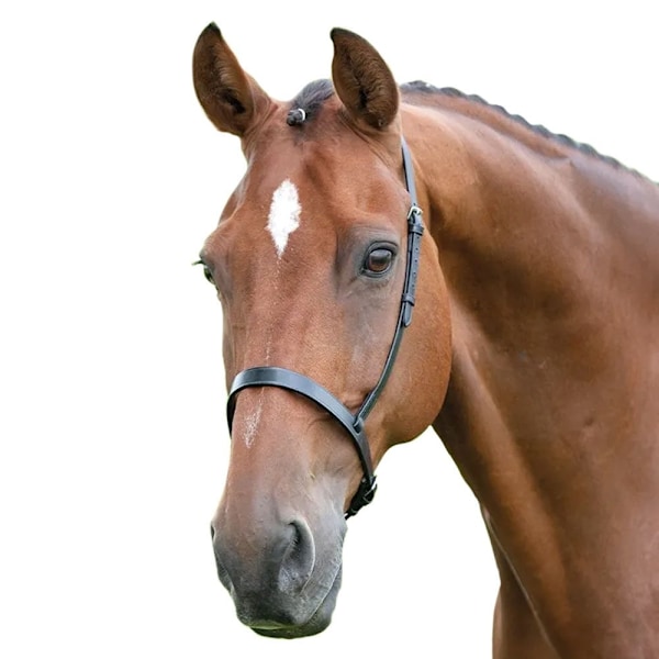 Blenheim Läder Häst Cavesson Nosband Cob Svart Black Cob